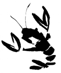 虾随笔画