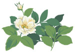 花朵绘画