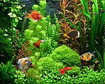 水族馆金鱼孔雀鱼等观赏鱼海报