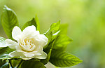 栀子花开