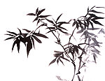 国画竹子