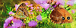 蝴蝶油画装饰（300x115cm）