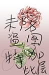 牡丹花