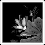 荷花浮雕图