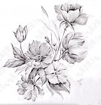 花卉素描