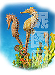 海马