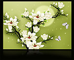 玉兰花