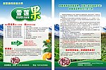 雪莲果宣传单设计