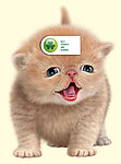 小猫