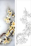 玉兰花
