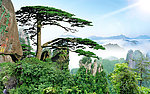 黄山迎客松