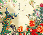 孔雀图片