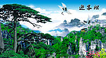 黄山迎客松