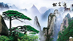 迎客松 黄山迎客松