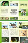 爱鸟折页