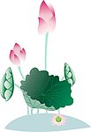 荷花