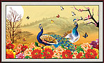 孔雀