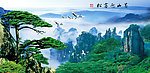 黄山迎客松