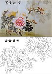 牡丹花 富贵凝香