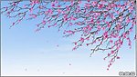 梅花花瓣飘落高清视频