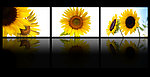 向日葵三联画