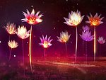 梦幻莲花高清视频素材