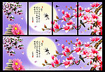 玉兰花