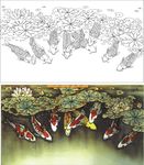 荷花鱼 九鱼
