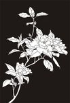 牡丹 花草 富贵