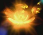 辉光花瓣