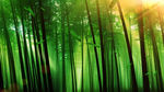 唯美竹林竹叶视频背景