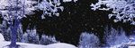 冰松树雪地松雪花