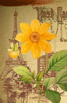 花卉
