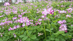 紫色小花 蜜蜂采蜜 高清5段集