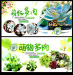 多肉植物海报