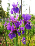 紫花鸢尾