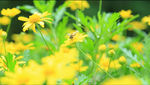 小菊花 高清