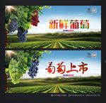 葡萄海报