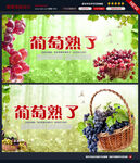 葡萄采摘