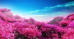 花 海