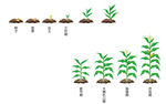 玉米生长过程矢量图