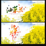 油菜花