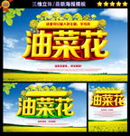 油菜花