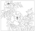 牡丹花