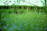 草地