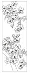 玉兰花