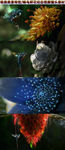 蜂鸟花朵特效视频素材背景
