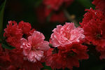 花卉