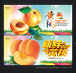 黄桃