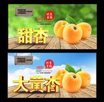 杏 采摘园